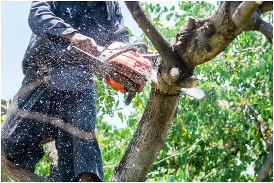 tree services Industry